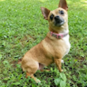 Meet your Posher, Favi